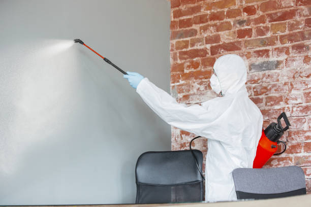 Best Basement Mold Removal  in Joshua Tree, CA